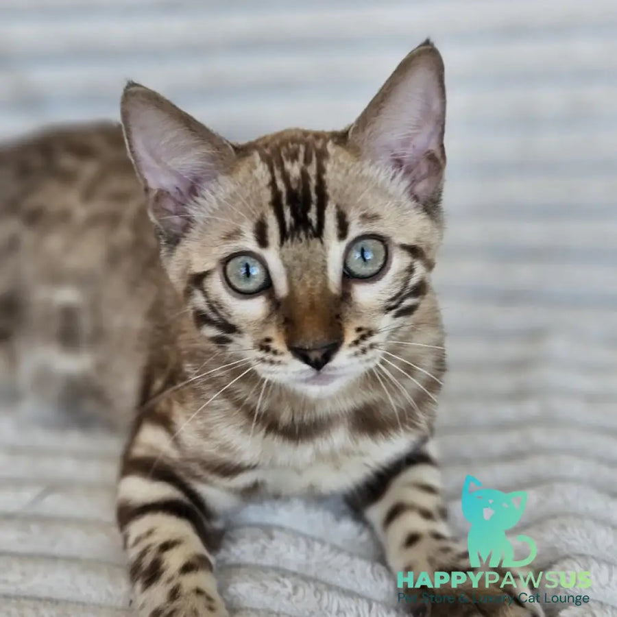 Sid Bengal male black spotted tabby pointed - live animals