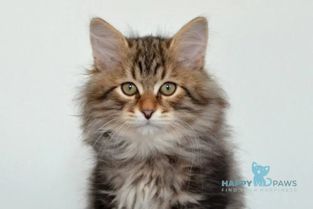 Sidney Siberian male black tabby live animals