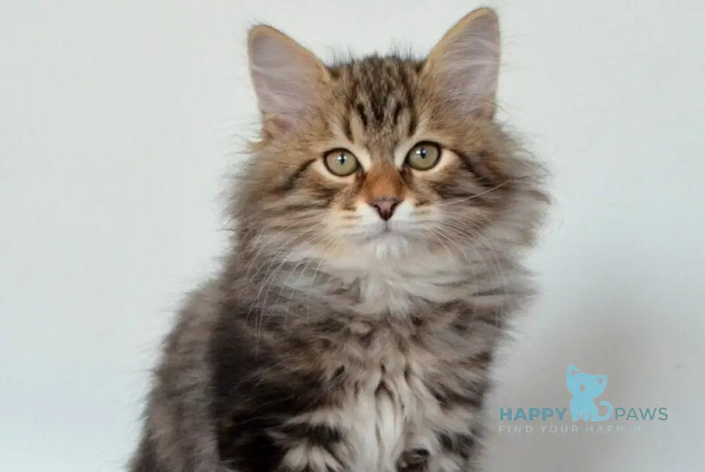 Sidney Siberian male black tabby live animals