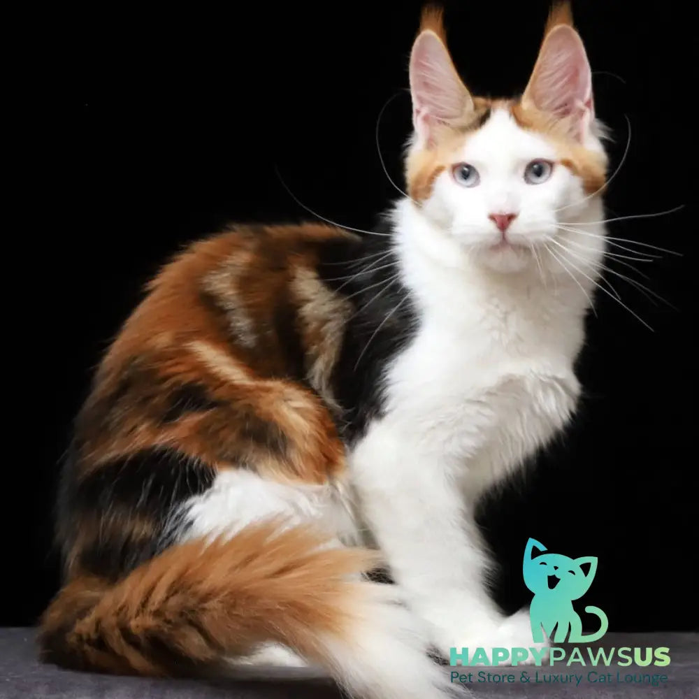 Sienna Maine Coon female black tortie tabby bicolour - live animals