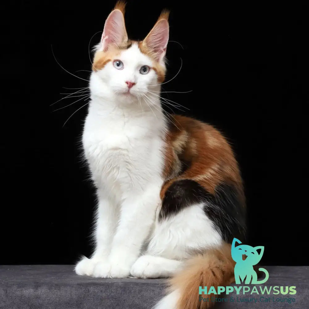 Sienna Maine Coon female black tortie tabby bicolour - live animals