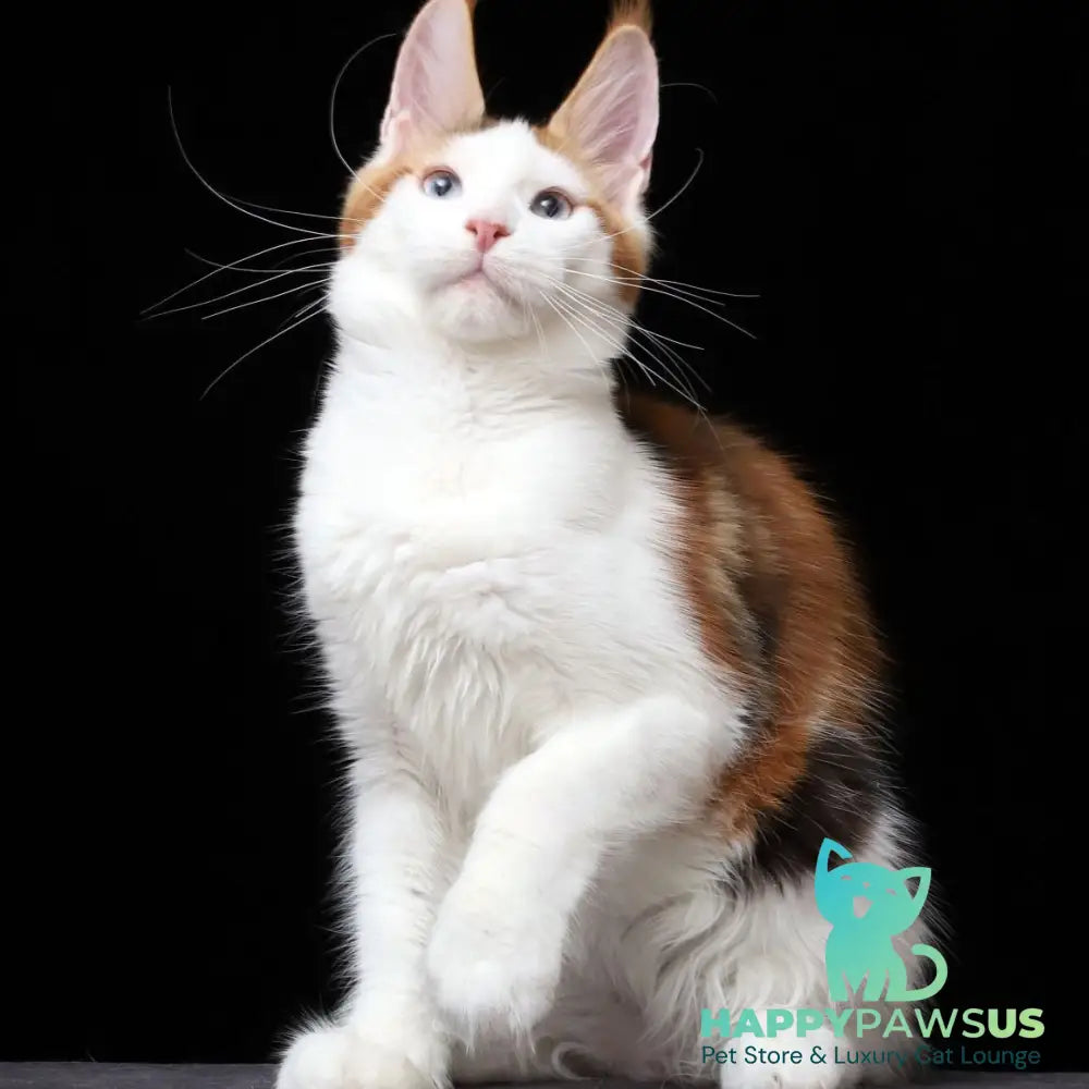 Sienna Maine Coon female black tortie tabby bicolour - live animals