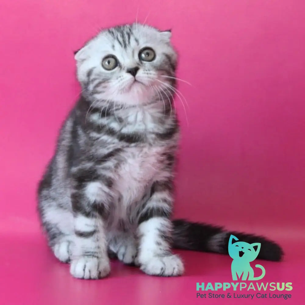 Sienna Scottish Fold female black silver tabby - live animals