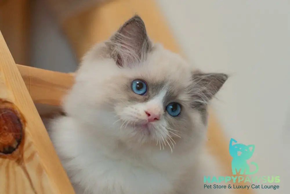 Silas Ragdoll male seal bicolour live animals