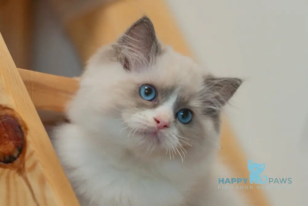 Silas Ragdoll male seal bicolour live animals
