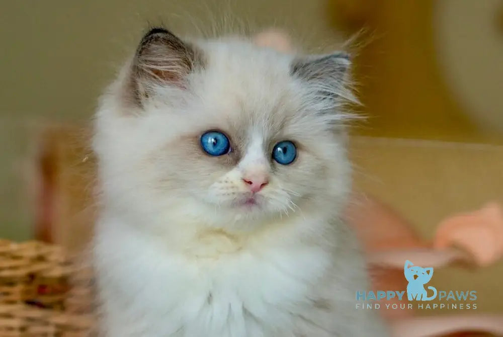 Silas Ragdoll female seal bicolour live animals