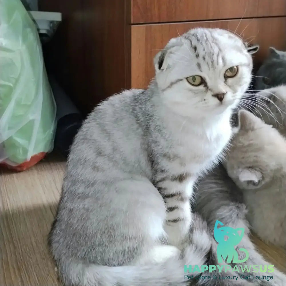 Silent Princess Scottish Fold female lilac silver spotted tabby - live animals