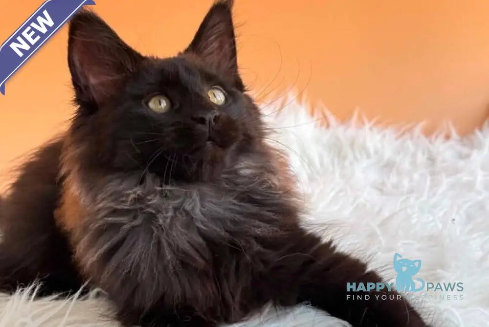 Silva Maine Coon female black silver - live animals