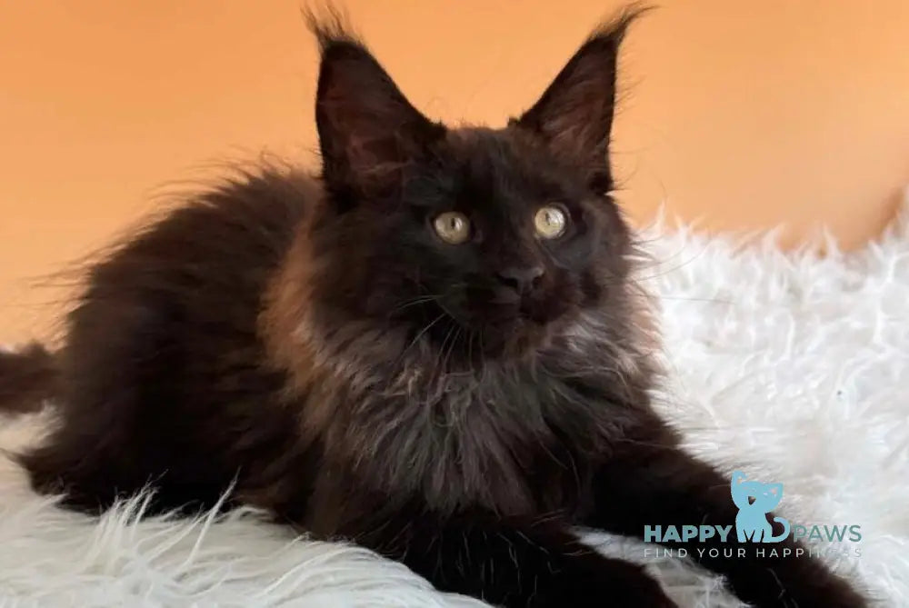 Silva Maine Coon female black silver - live animals