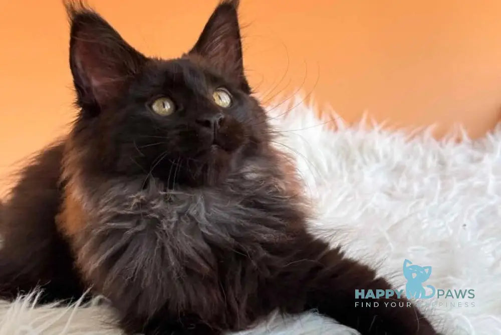 Silva Maine Coon female black silver - live animals