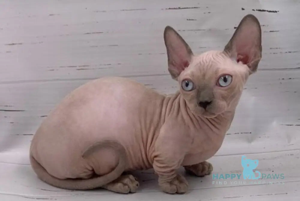 Silver Bambino male blue pointed live animals