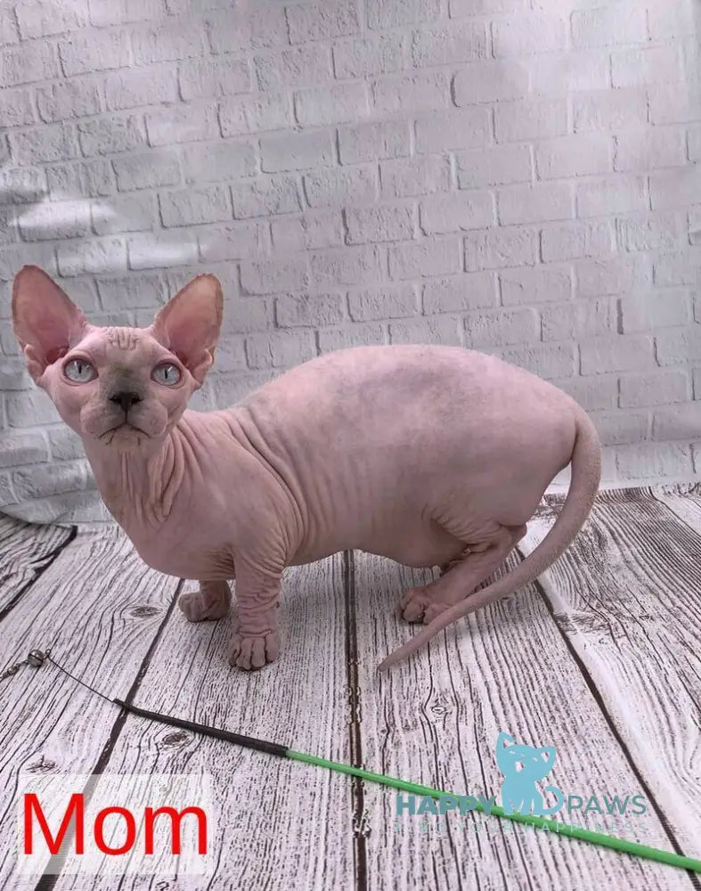 Silver Bambino male blue pointed live animals