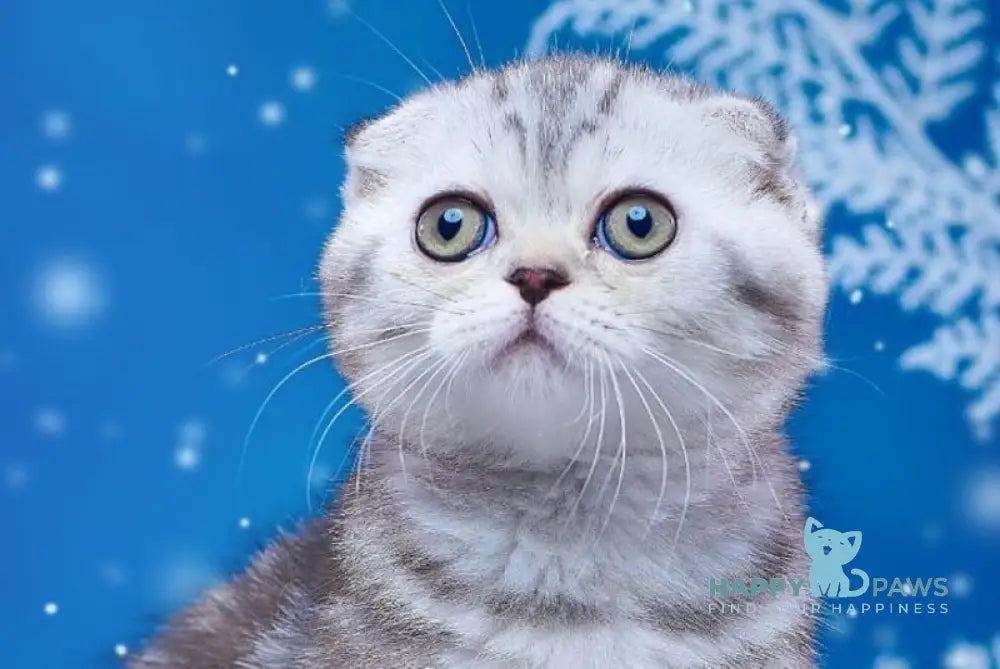 Silver Scottish Fold male black silver tabby live animals