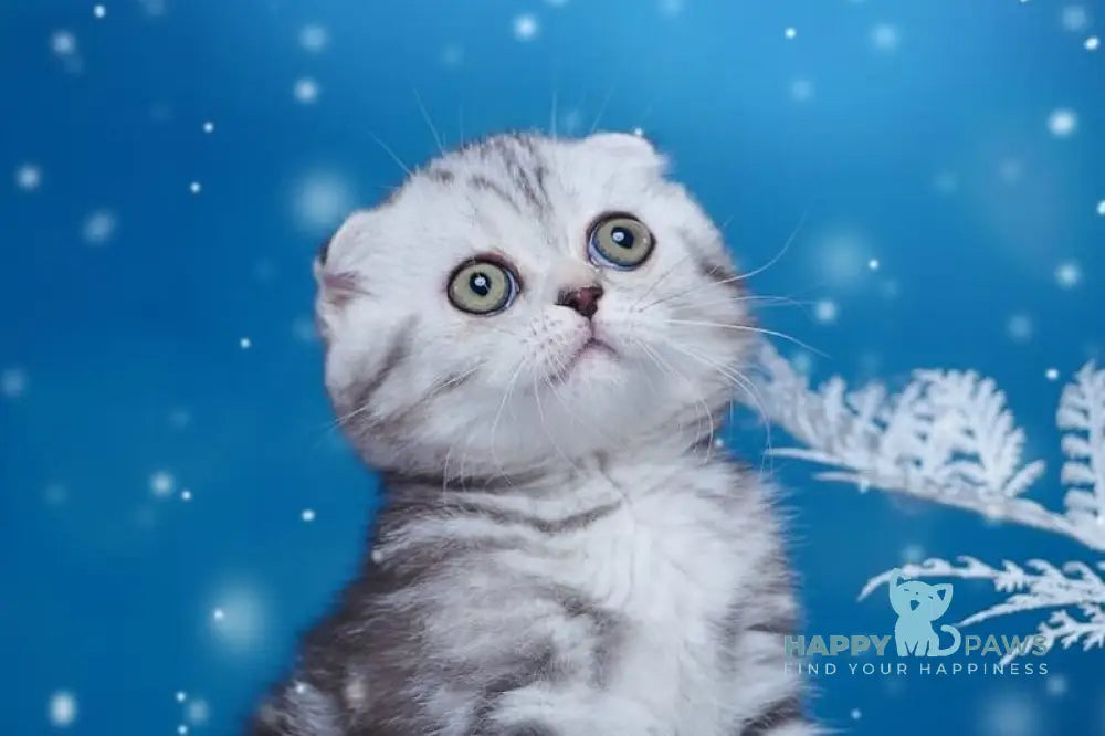 Silver Scottish Fold male black silver tabby live animals