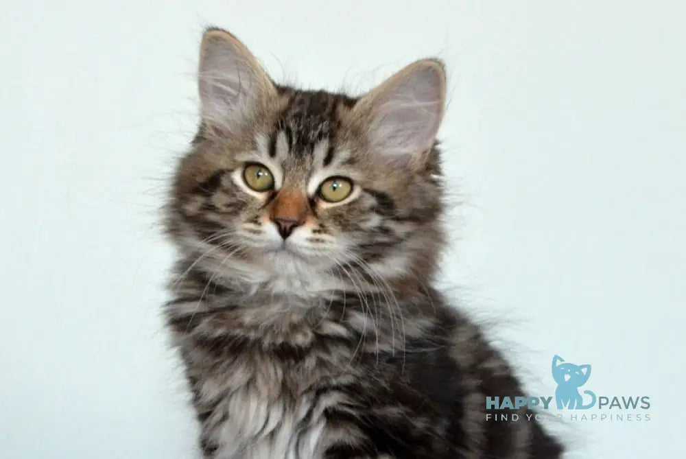 Silvia Siberian female black tabby live animals