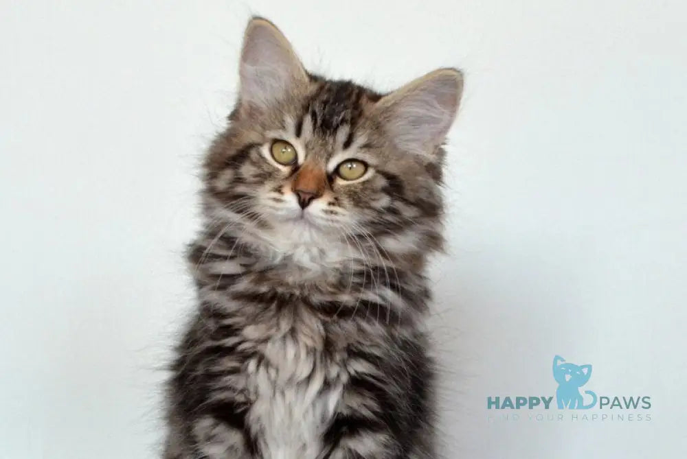 Silvia Siberian female black tabby live animals
