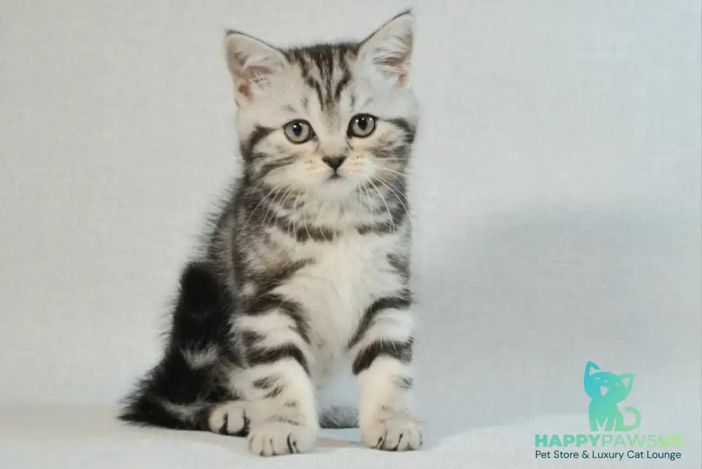 Silwa Scottish Straight female black silver tabby - live animals