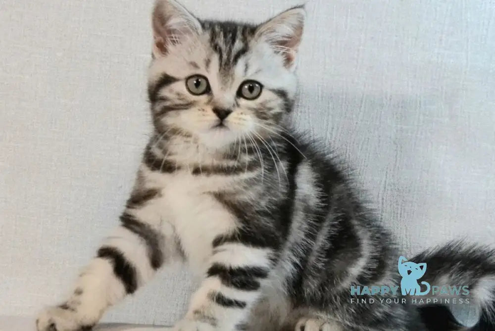 Silwa Scottish Straight female black silver tabby - live animals