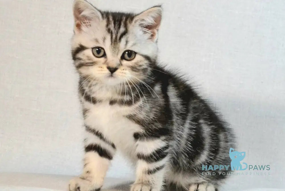 Silwa Scottish Straight female black silver tabby - live animals