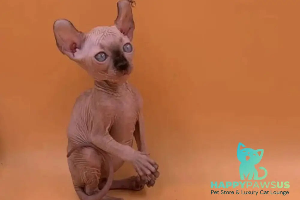 Sima Elf female black pointed live animals
