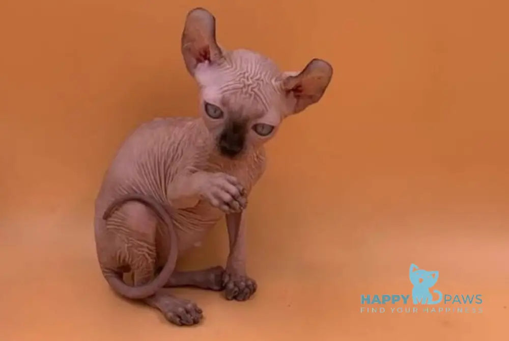 Sima Elf female black pointed live animals