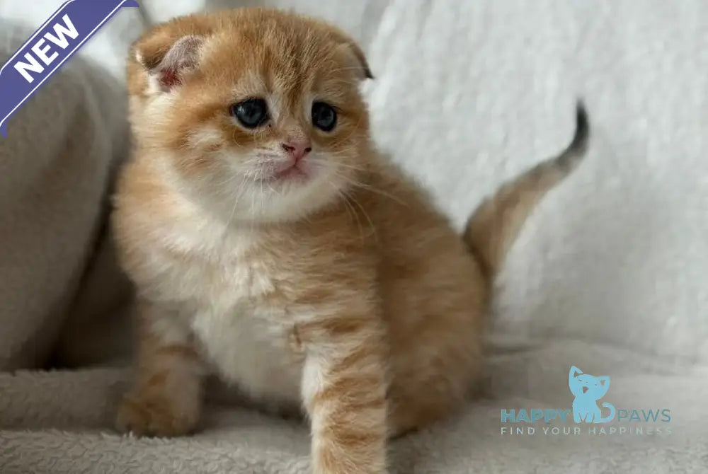 Sima Scottish Fold female black golden spotted tabby - live animals
