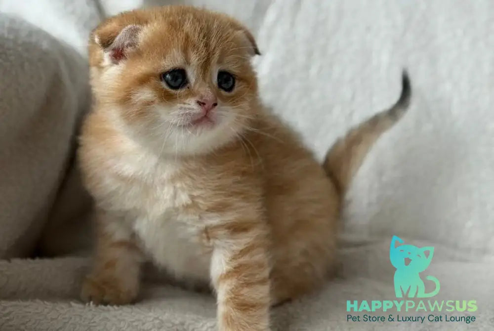 Sima Scottish Fold female black golden spotted tabby - live animals