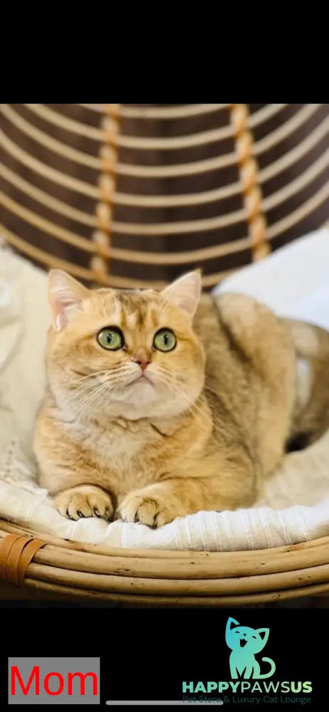 Sima Scottish Fold female black golden spotted tabby - live animals