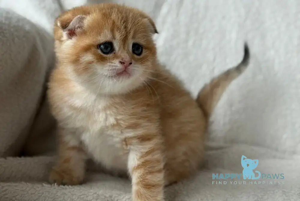 Sima Scottish Fold female black golden spotted tabby - live animals