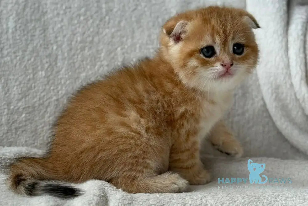 Sima Scottish Fold female black golden spotted tabby - live animals