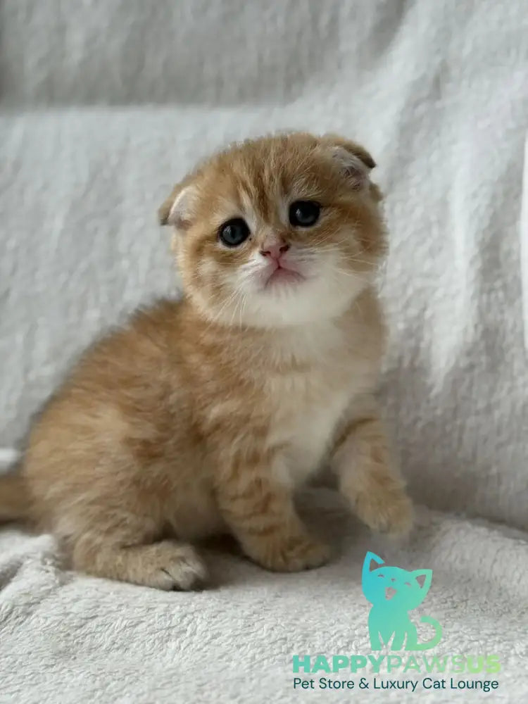 Sima Scottish Fold female black golden spotted tabby - live animals