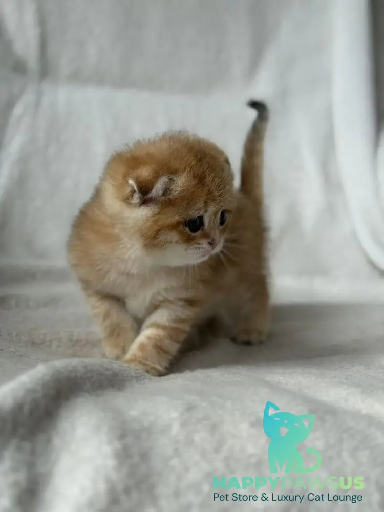 Sima Scottish Fold female black golden spotted tabby - live animals