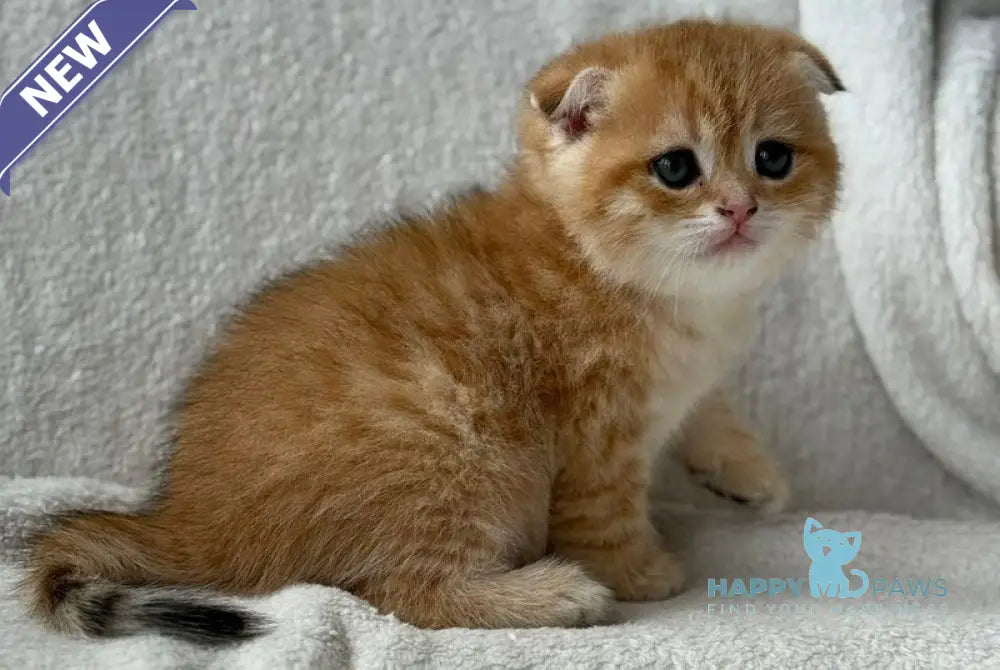 Sima Scottish Fold female black golden spotted tabby - live animals