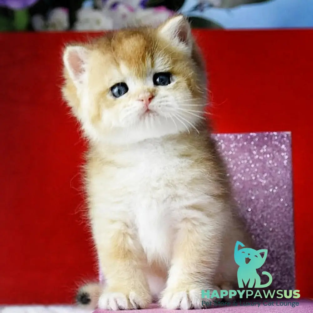 Simba British Shorthair male black golden chinchilla - live animals