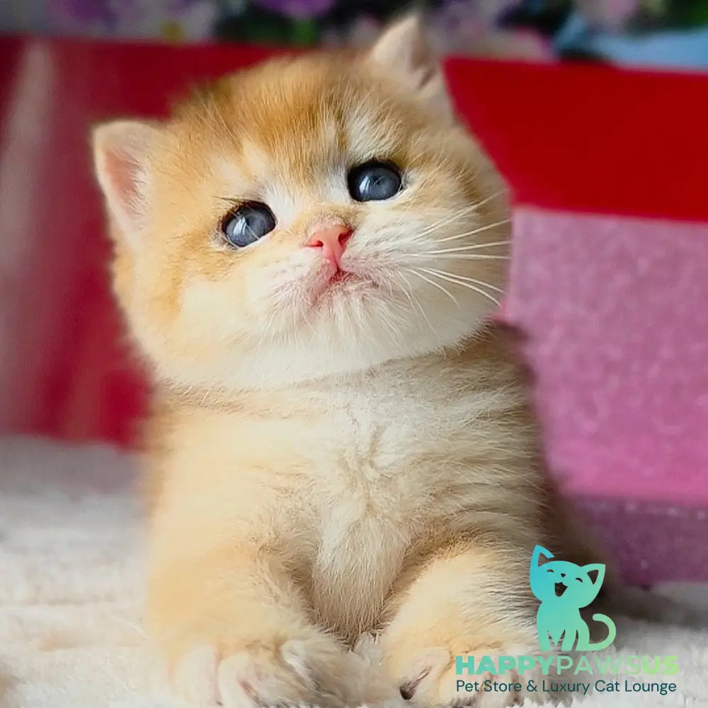 Simba British Shorthair male black golden chinchilla - live animals