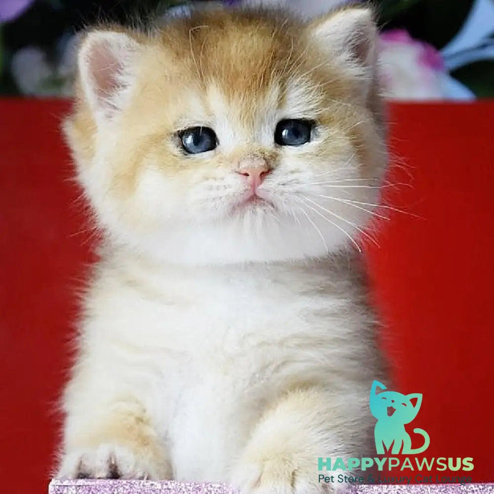 Simba British Shorthair male black golden chinchilla - live animals
