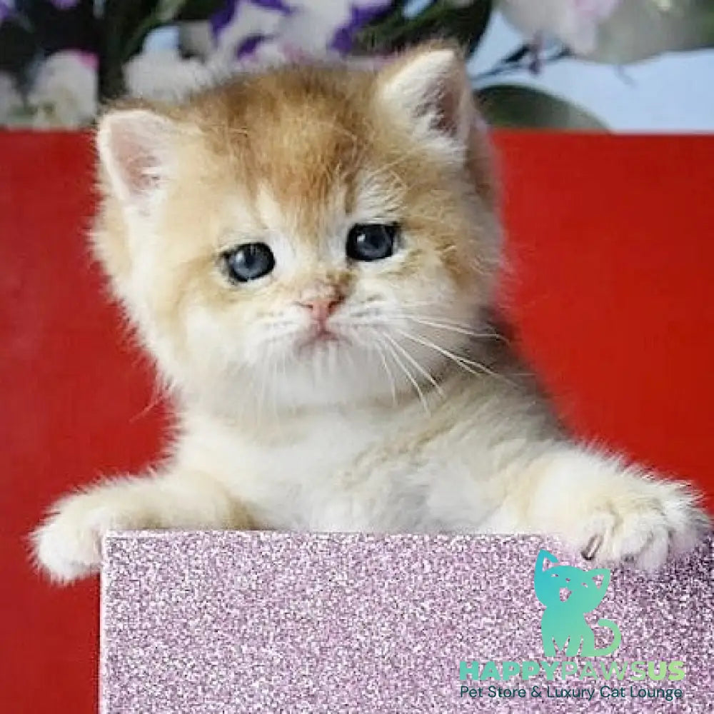 Simba British Shorthair male black golden chinchilla - live animals