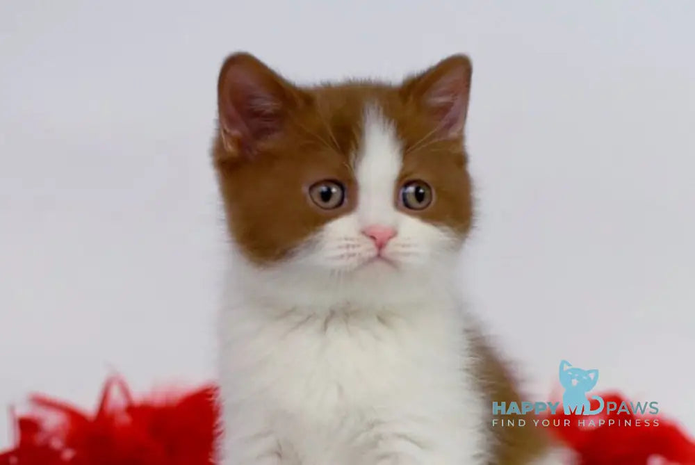 Simba British Shorthair male cinnamon bicolour live animals