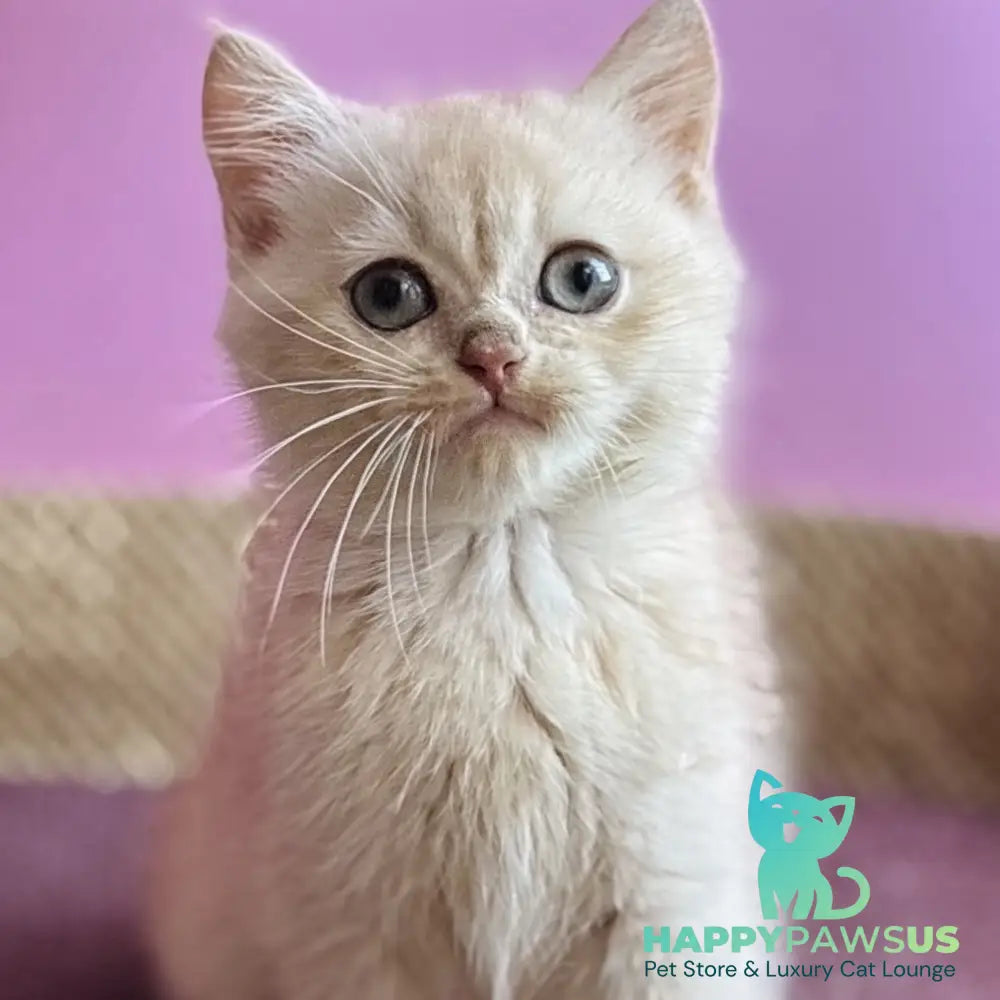 Simba British Shorthair male lilac golden chinchilla - live animals