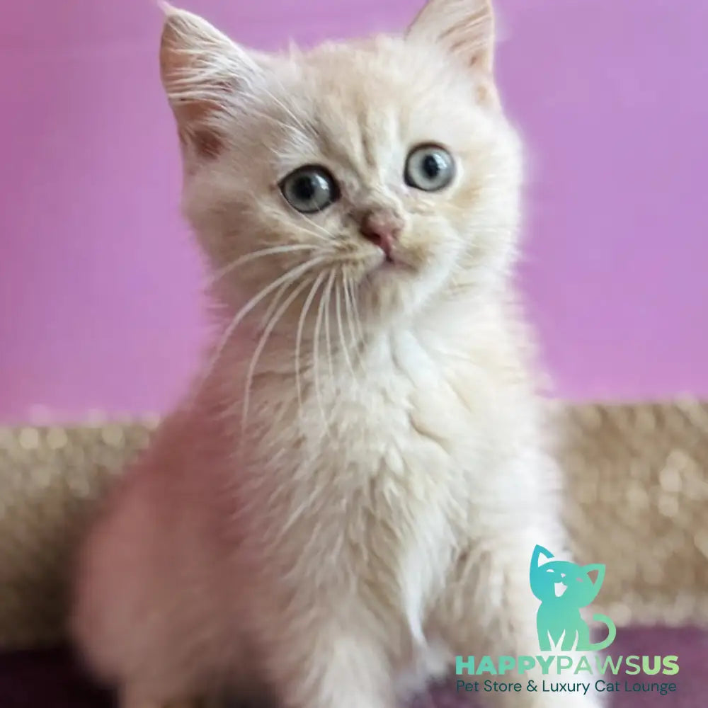 Simba British Shorthair male lilac golden chinchilla - live animals