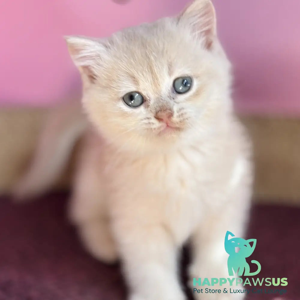 Simba British Shorthair male lilac golden chinchilla - live animals