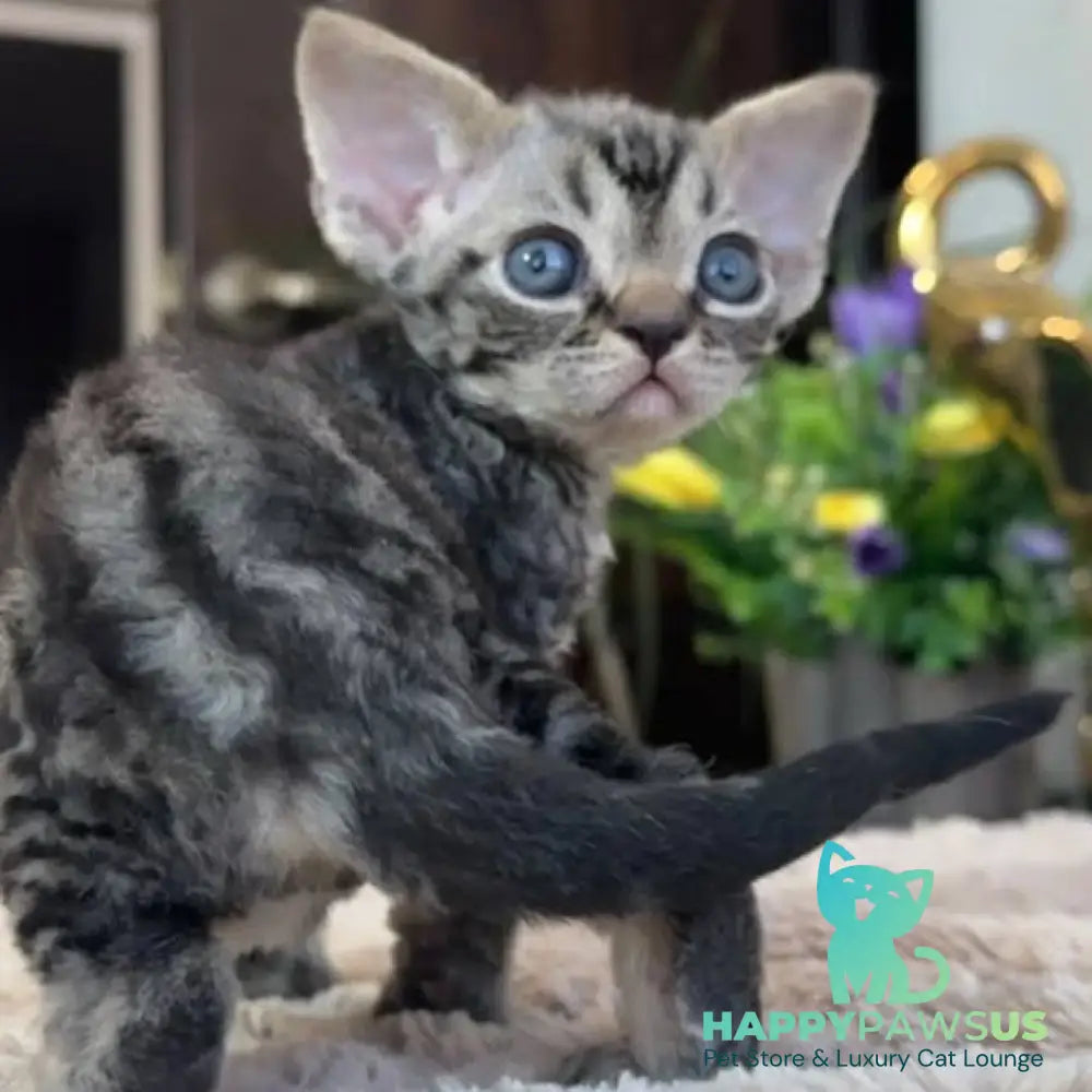 Simba Devon Rex male black spotted tabby - live animals