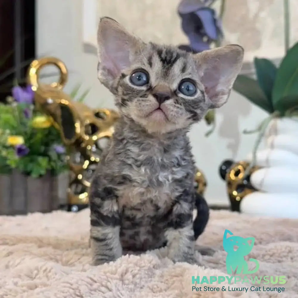 Simba Devon Rex male black spotted tabby - live animals