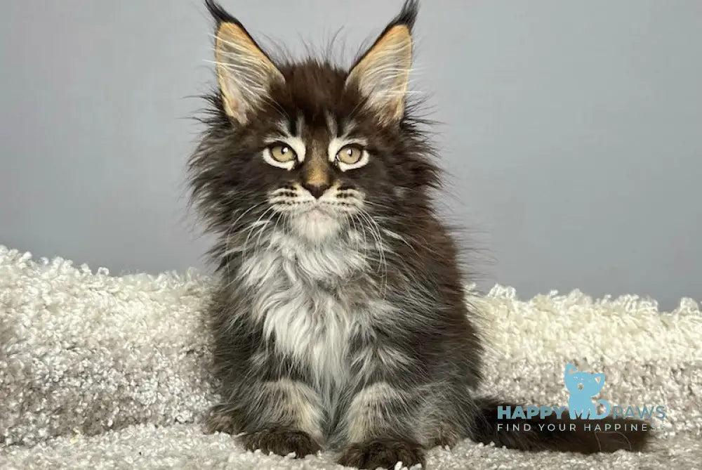 Simba Maine Coon male black tabby live animals