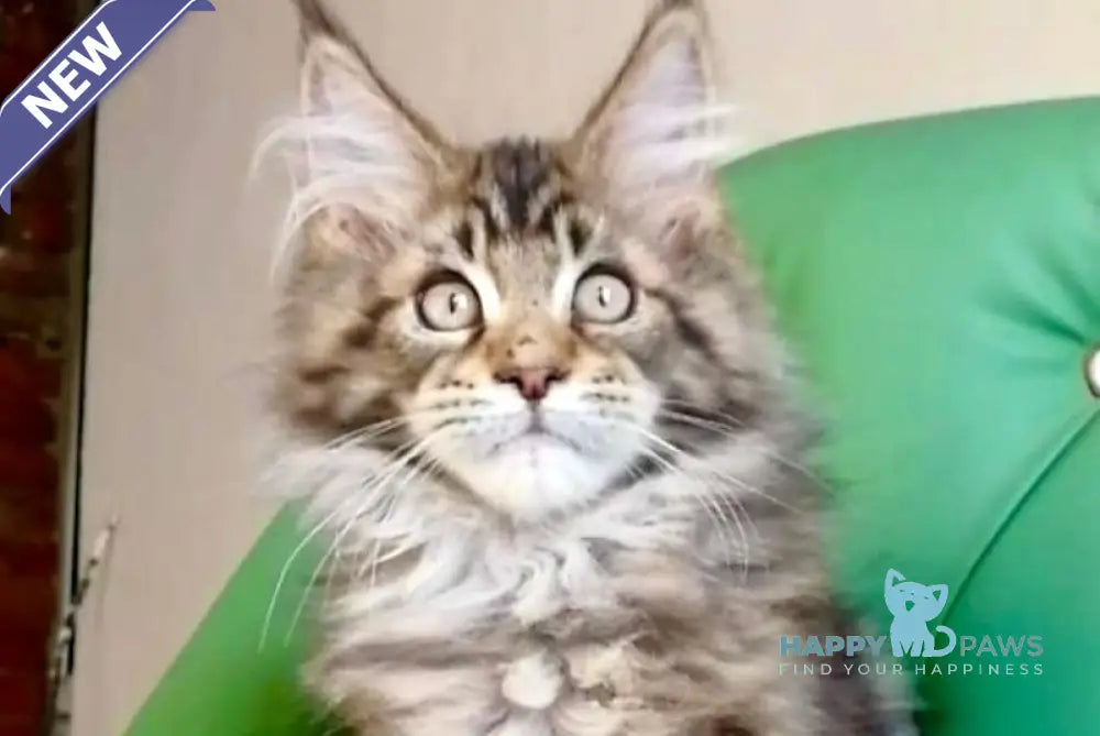Simba Maine Coon male black tabby live animals
