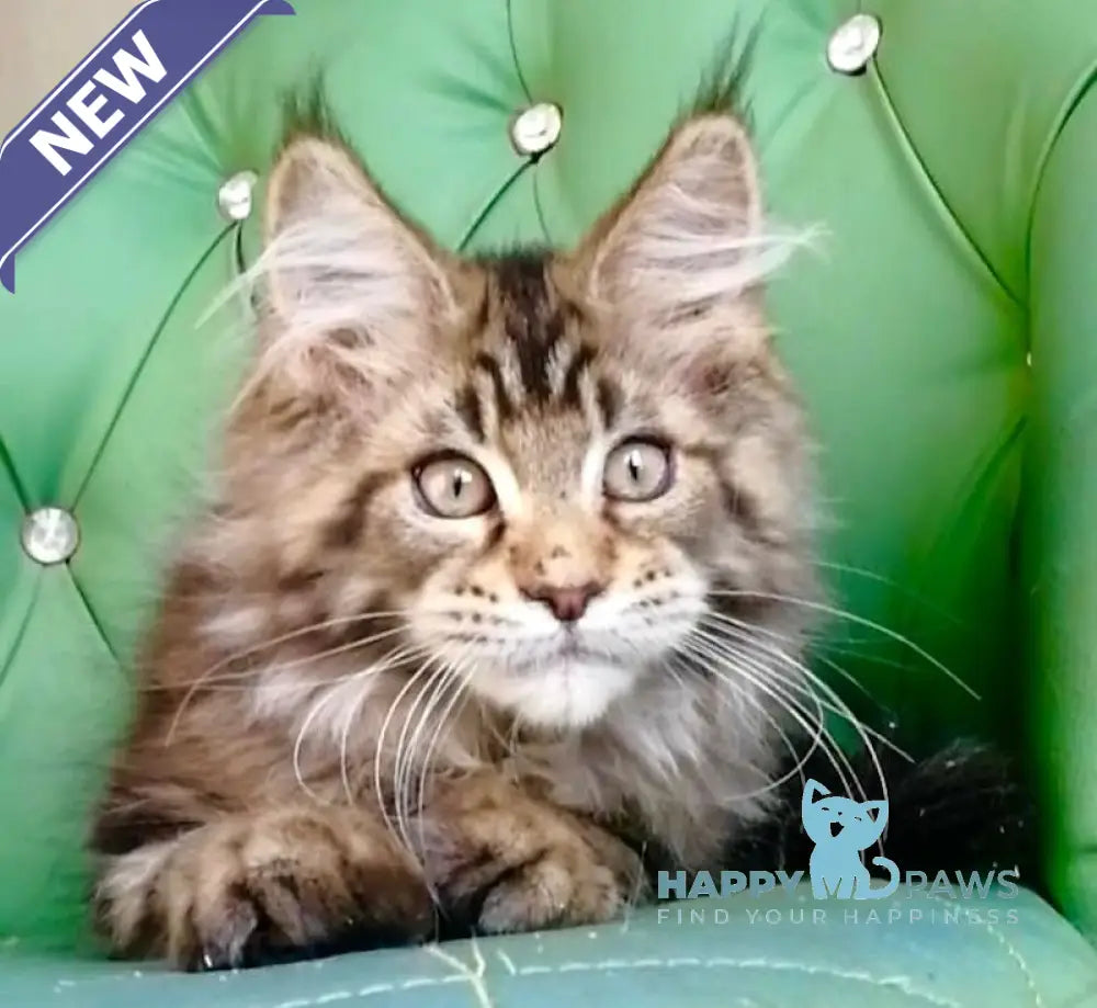 Simba Maine Coon male black tabby live animals