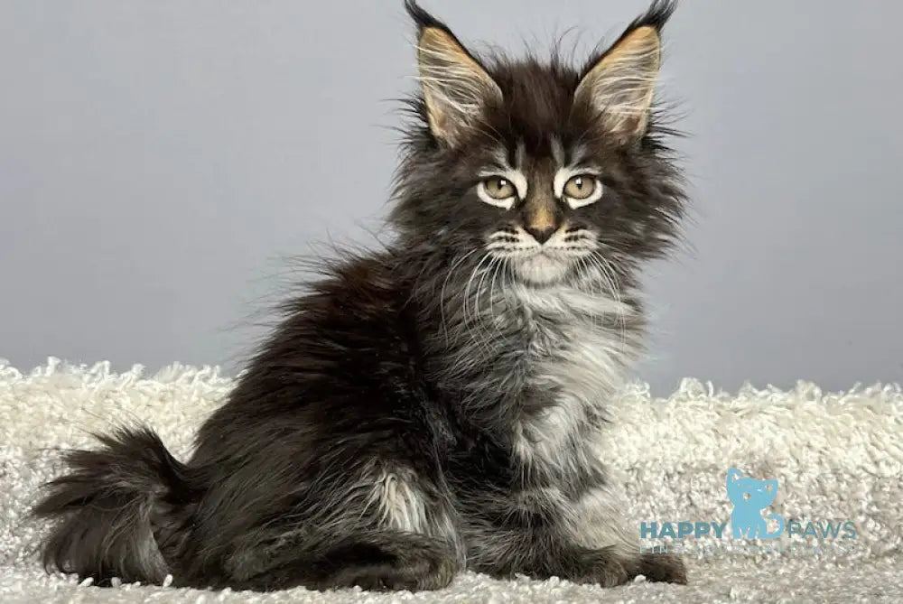 Simba Maine Coon male black tabby live animals