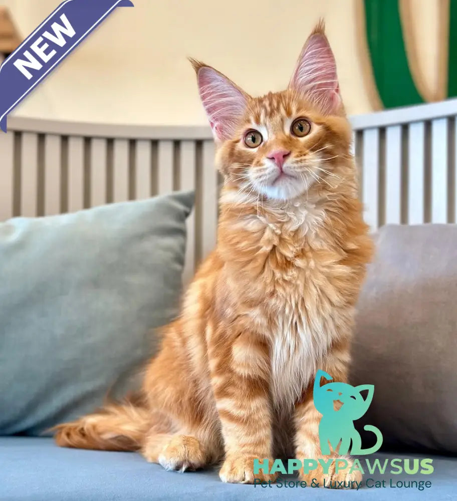 Simba Maine Coon male red tabby - live animals