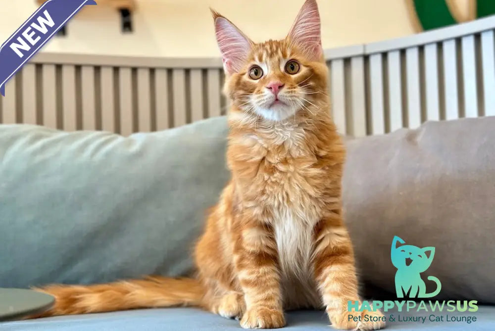 Simba Maine Coon male red tabby - live animals