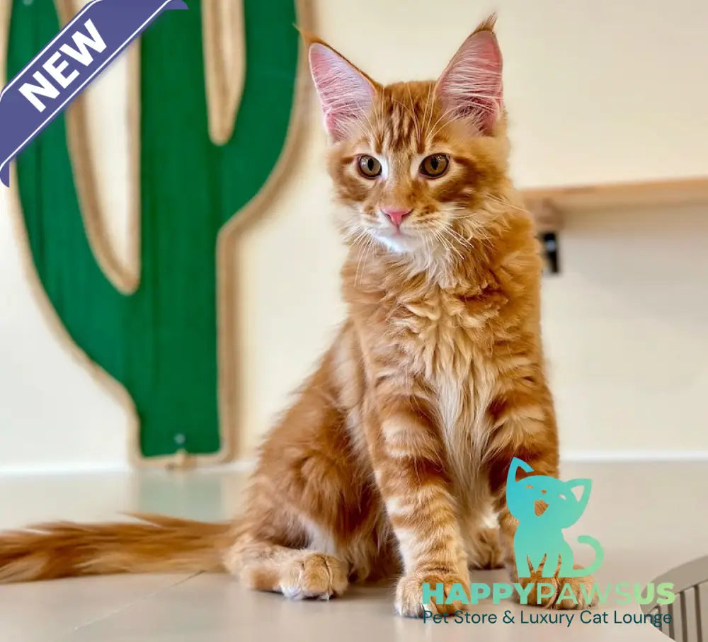 Simba Maine Coon male red tabby - live animals